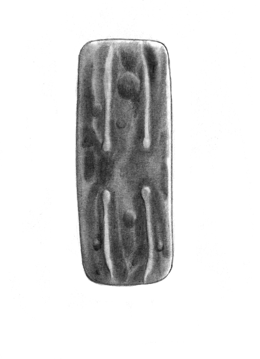 Dictyocha speculum
